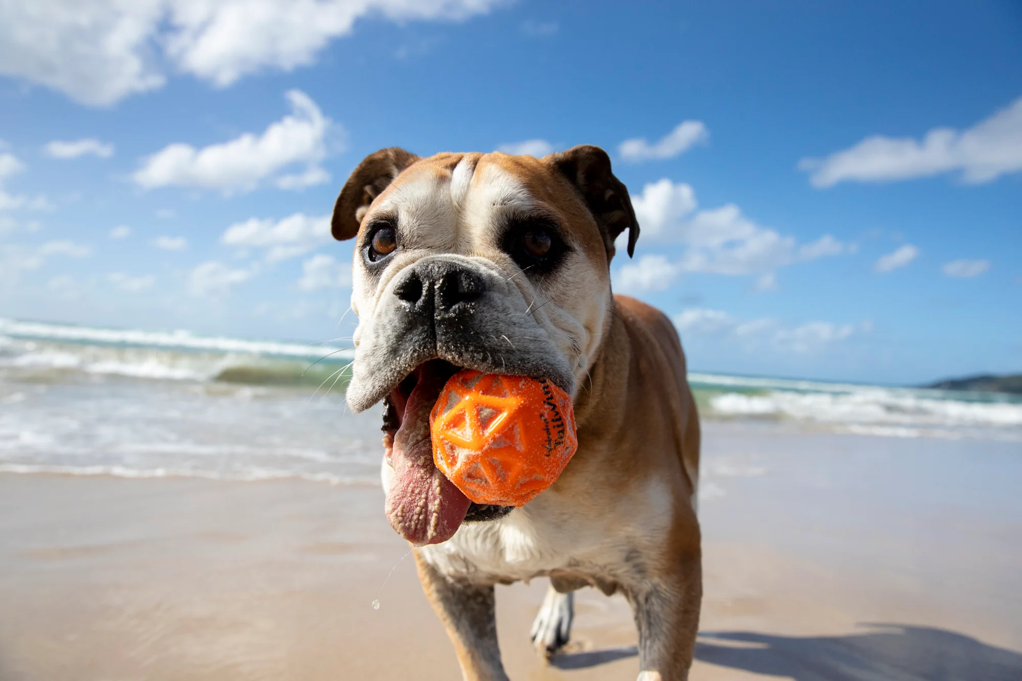 Tailwind for Dogs - Image 3